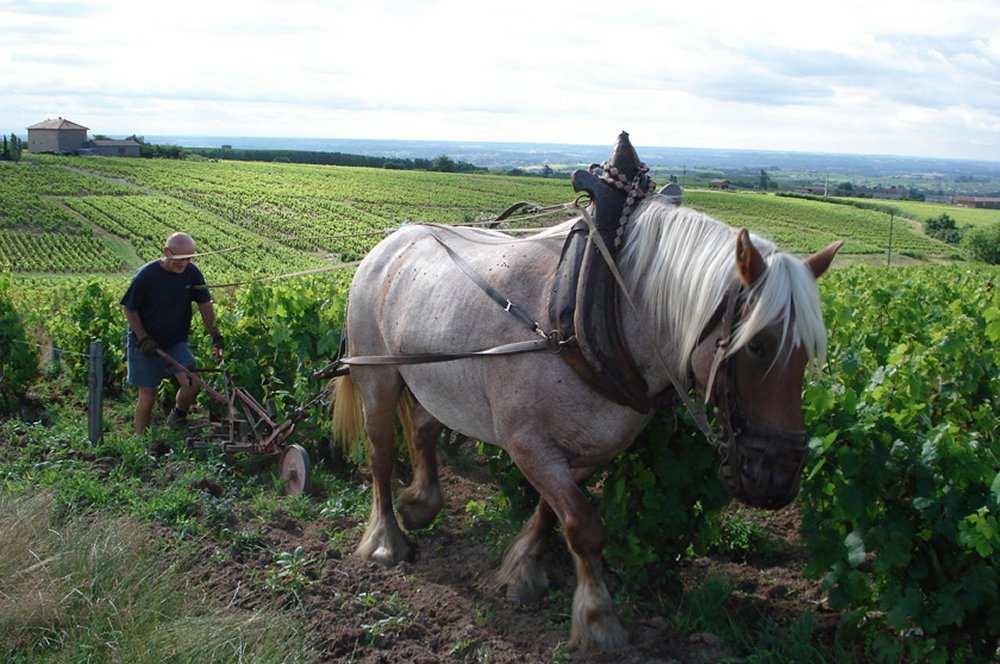 vaihtelevia viinejä. Roland Pignard, joka on viljellyt biodynaamises$ vuodesta 2004 läh$en, tuo&aa viinejä kahden kylän alueella (Crus Régnié ja Morgon).