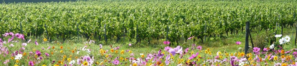 Côtes du Forezissa, 500-600 m korkeudessa, on jonkin verran viiniköynnöksiä, jotka kasvavat ainutlaatuisella vulkaanisella maaperällä.