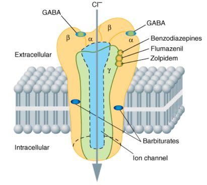 HERMOSOU hyperpolarisaatio EkstraJ sellullaaritila Bentsodiatsepiinit