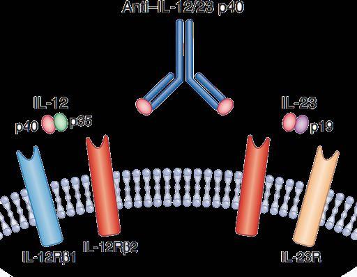 IG1(reseptorin salpaajat Tosilitsumabi IJ6)vaste IG6(reseptorin vastagaine Anakinra IJ1)vaste Esimerkkejä mekanismeista