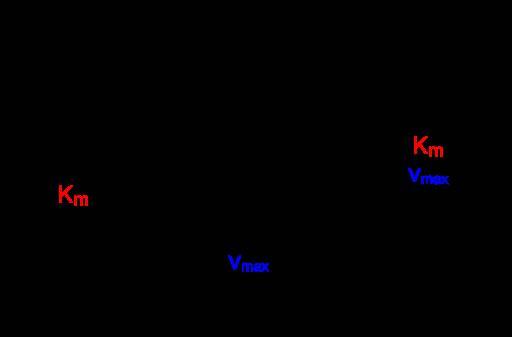 8/15/17 Sitoutuneiden reseptorien suhteellinen osuus kaikkien reseptorien määrästä, Rtot Dissosiaatiovakio [] + [R] ["] =[]+["] [])+)[R]))))))))[R] Sijoitetaan kd yhtälöön k1 [R]