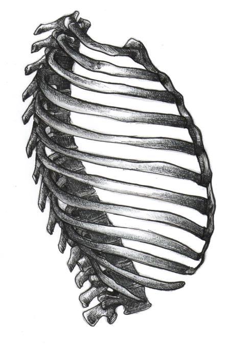 10 (52) 3 RATSASTAJAN ANATOMIA JA BIOMEKANIIKKA 3.1 Rintarangan anatomia ja fysiologia Selkäranka jaetaan nikamiensa perusteella neljään osaan: kaularanka, rintaranka, lanneranka ja ristiluu.