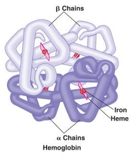 14 Kuva 10: Hemoglobiinin kvaternaarirakenne. 15 Proteiinit voidaan jakaa kahteen pääluokkaan, säikeisiin (fibrous) ja pallonmuotoisiin (globular).