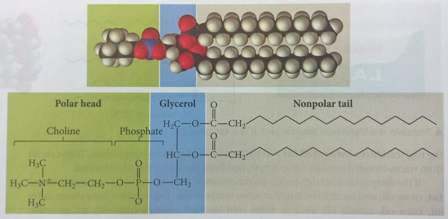 23 alkoholiryhmä taas on kiinnittyneenä fosfaattiryhmään. Fosfaattiryhmässä voi myös olla kiinnittyneenä pieni varautunut tai poolinen atomiryhmä.