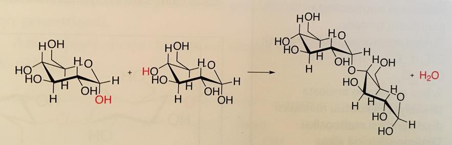 62 Kuva 23. Oppikirjan 1 kuva glykosidisidoksen muodostumisesta. 58 Kuva 24. Oppikirjan 2 kuva glykosidisidoksen muodostumisesta.