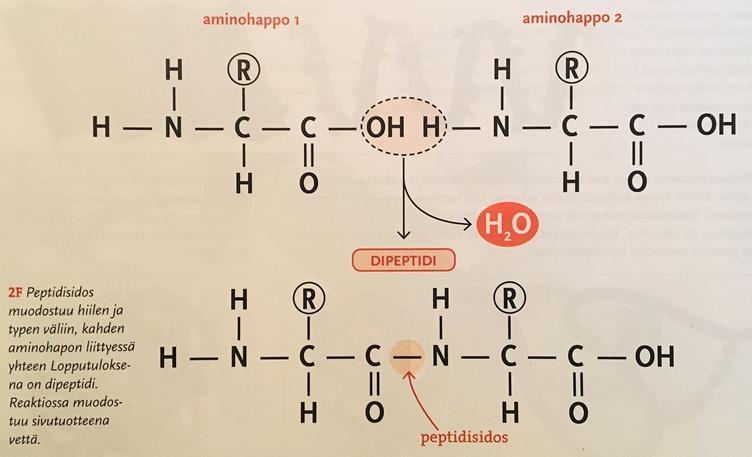 75 Kuva 31. Biologian oppikirjan kuva peptidisidoksen muodostumisesta.