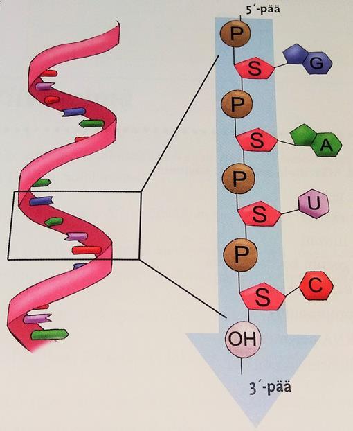 78 Kuva 35. Biologian oppikirjan kuva RNA:n rakenteesta. 61 Nukleiinihappojen osalta ei oppikirjan tekstissä eikä kuvissa esiintynyt asiavirheitä kemiallisen näkökulman kannalta.