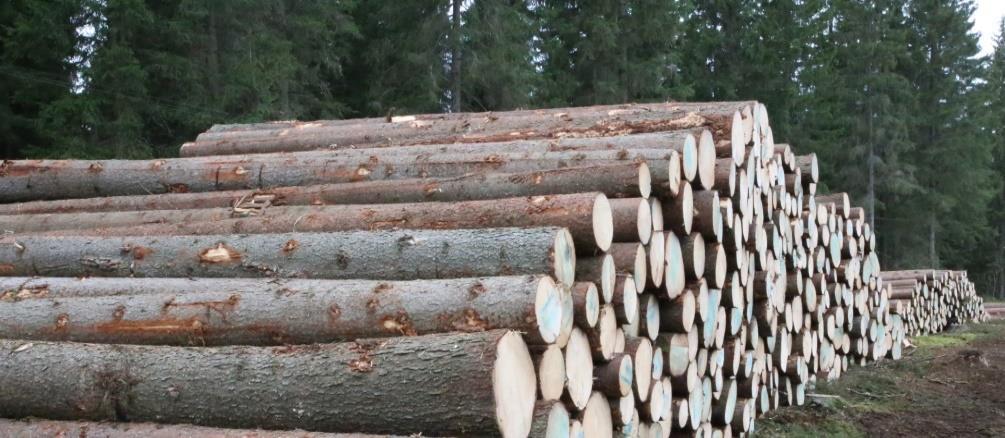 Metsillä suuri merkitys Suomen kansantaloudessa metsäalalla on aina ollut iso merkitys Metsäsektorin osuus Suomen BKT:sta 6-7% Työllistää 77 000 ihmistä Iso vientiriippuvuus yli 90% paperista ja