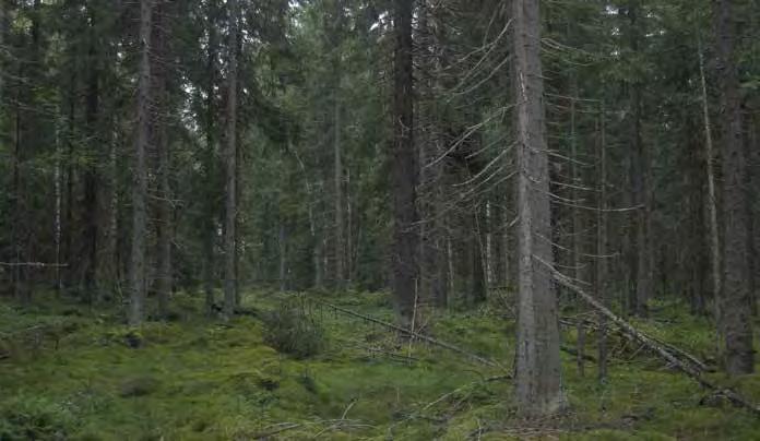 Turbiinipaikka 4 Mustikkatyypin (MT) kuusivaltainen tuore kangas. Puusto on melko tasaikäistä ja kuusien lisäksi alueelta löytyy myös koivuja, mäntyjä sekä pihlajia.