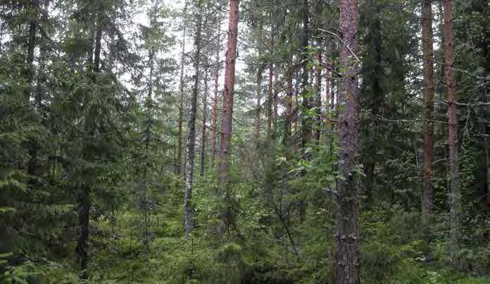Turbiinipaikka 6 Mustikkatyypin (MT) tuoreen kankaan sekametsä. Puusto koostuu noin 60 70-vuotiaista männyistä, koivuista ja kuusista. Seassa kasvaa myös hieman tervaleppiä ja haapoja.