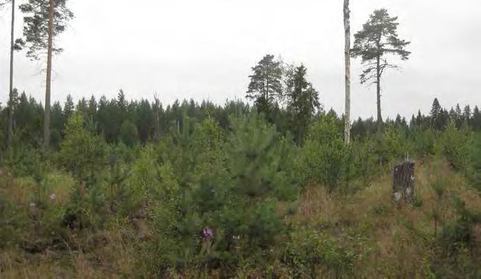 Turbiinipaikka 8 Mustikkatyypin (MT) tuoreella kankaalla kasvava taimikko. Taimikko koostuu pääasiassa nuorista männyn ja koivun aluista sekä jättöpuina kasvavista muutamista haavoista ja männyistä.