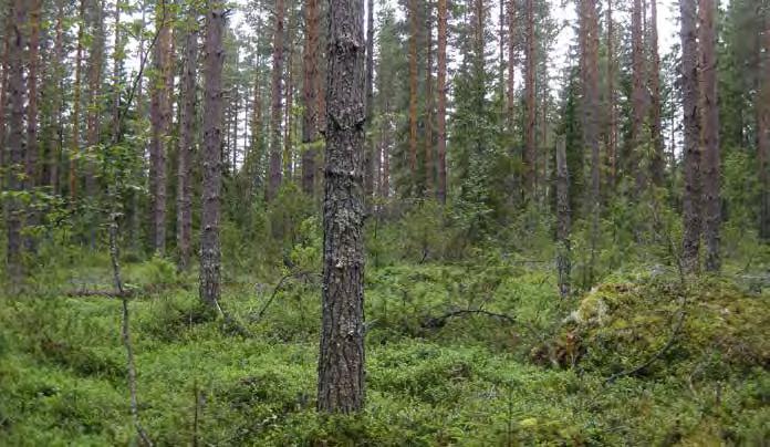 Turbiinipaikka 9 Mustikkatyypin (MT) tuoreella kankaalla kasvava tasaikäinen männikkö. Noin 50 60-vuotiaiden mäntyjen seasta löytyy hieman kuusia sekä koivuja ja pensaskerroksesta katajia ja pajuja.