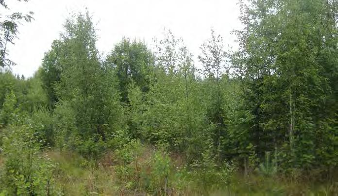 Turbiinipaikka 10 Nuoria koivuja sekä pihlajan, kuusen ja männyn taimia kasvava hakkuuala. Jättöpuina hakkuulla kasvaa muutamia haapoja, kuusia ja mäntyjä.