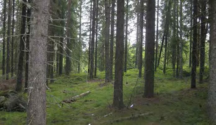 Turbiinipaikka 11 Mustikkatyypin (MT) tuoreen kankaan noin 70 80-vuotias kuusikko ja nuori metsä. Kankaalla kasvaa kuusten seurana muutamia mäntyjä ja koivuja.