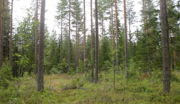 Turbiinipaikka 14 Mustikkatyypin (MT) tuoreella kankaalla kasvava tasaikäinen mäntymetsä. Mäntyjen seasta löytyy muutamia koivuja ja kuusia.