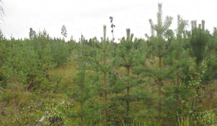 Turbiinipaikka 15 Nuoria kuusia, mäntyjä ja koivuja kasvava taimikko. Jättöpuina löytyy muutamia koivuja ja mäntyjä.