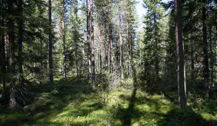 Turbiinipaikka 17 Mänty- ja kuusivaltainen mustikkatyypin (MT) tuore kangas, jossa on vähäisesti koivuja seospuina. Pensaskerroksessa kasvaa vähän kuusien ja pihlajien taimia sekä katajia.