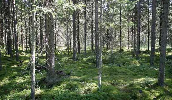 Turbiinipaikka 19 Melko tiheärakenteinen mustikkatyypin (MT) tuore kangas, jossa kasvaa lähes yksinomaan kuusia. Pensaskerroksessa esiintyy vain niukasti kuusien taimia.