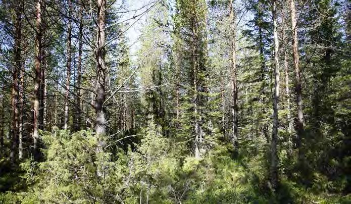 Turbiinipaikka 21 Harvennettu mäntymetsä, joka on puolukkatyypin (VT) kuivahkoa ja mustikkatyypin (MT) tuoretta kangasta. Mäntyjen seassa kasvaa yleisesti koivuja ja kuusia.