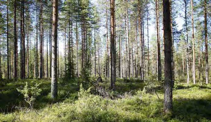 Turbiinipaikka 22 Monotoninen puolukkatyypin (VT) kuivahko kangas, jossa kasvaa lähes yksinomaan mäntyjä. Joukossa on vain yksittäisiä koivuja ja kuusia.
