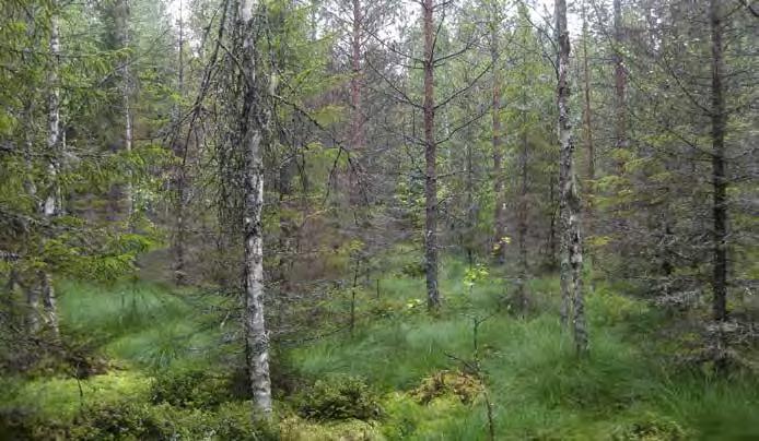 Rahkasammalpeitteellä viihtyviä aluskasvillisuuden lajeja ovat tupasvilla ja pallosara mutta myös suopursu, variksenmarja, juolukka, jokapaikansara sekä karhunsammalet kuuluvat lajistoon.