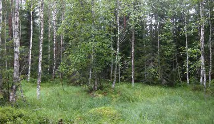 lajistoon. Mättäillä kasvaa mustikan lisäksi korpikarhunsammalta.
