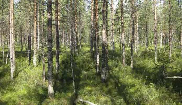 Aluskasvillisuutta hallitsevat muurain, tupasvilla, juolukka ja suopursu.