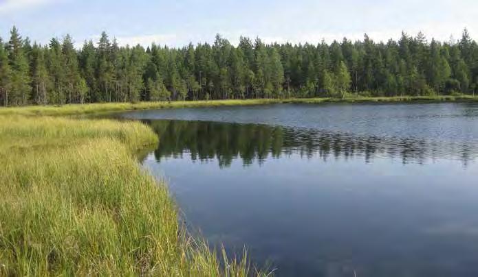 Runsaana kasvavat myös tupasvilla, suokukka, karpalo sekä muurain.