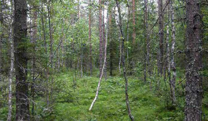Aluskasvillisuudesta löytyy rahkasammaleiden lisäksi mustikka, muurain, variksenmarja, tupasvilla, pallosara sekä jokapaikansara sekä hieman puolukkaa.