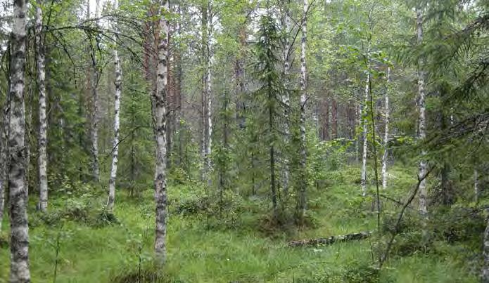 Aluskasvillisuudessa esiintyvät paikoin runsaana kasvava jouhivihvilä, muurain sekä tupasvilla. Myös suopursu, puolukka, karpalo ja pallosara kuuluvat lajistoon.