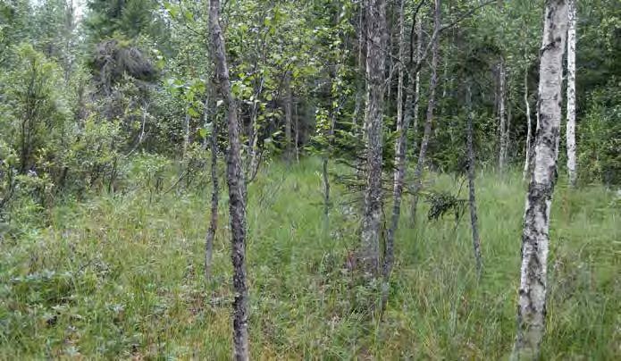 Muita lajeja ovat viitakastikka, rätvänä ja suo-orvokki sekä karhunsammaleet.