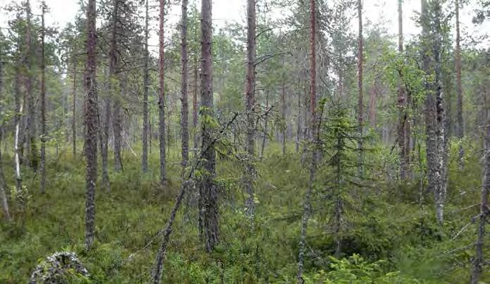 Osassa alueen reunaa kulkee matalia ojia, jotka eivät ole vaikuttaneet merkittävästi suon vesitalouteen.