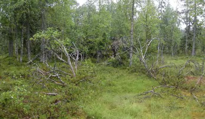 Aluskasvillisuutta hallitsevat suopursu, pallosara, mustikka, puolukka ja variksenmarja sekä muurain. Kosteimmissa painanteissa tupasvilla ja karpalo ovat runsaita.