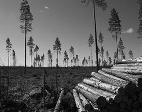 Edellinen pohjanotee-raus on vuodelta 1987, jolloin pesiä löytyi kolme. Muita havaintoja ilmoitettiin seuraavasti: 1 lentopoikue, 2 reviiriä, 4 irtohavaintoa.