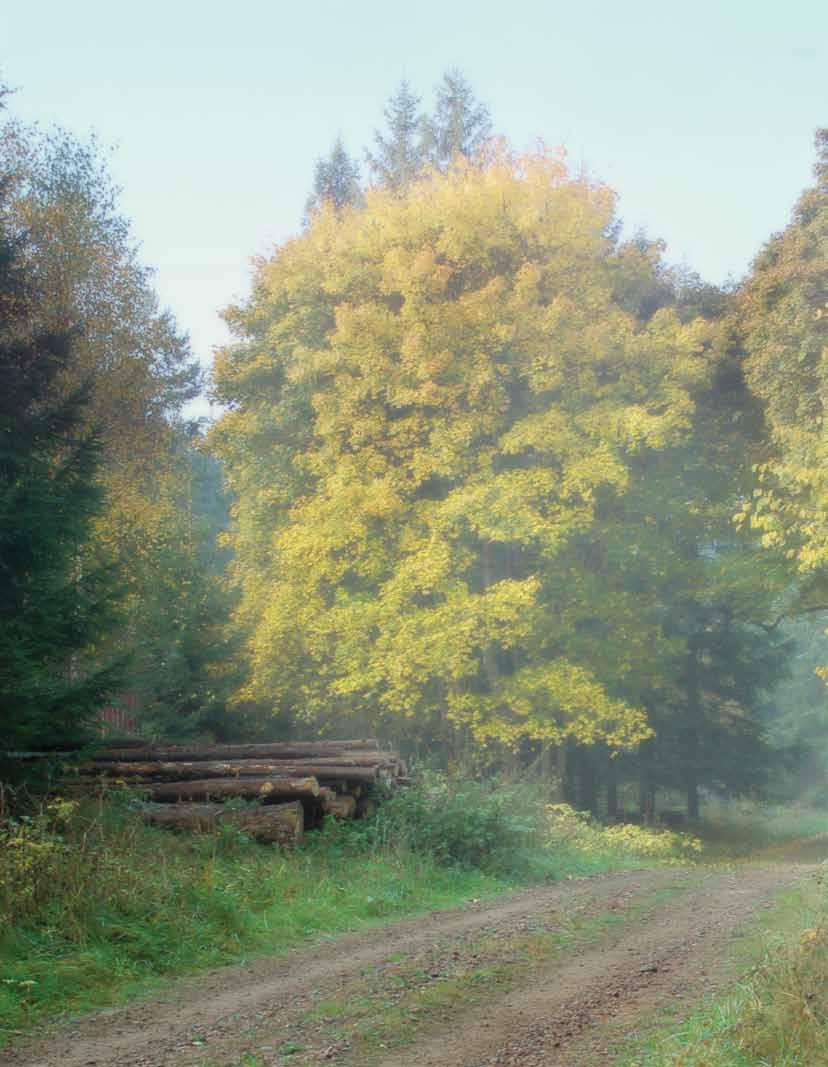 Ecophon ja ympäristö Luonnonvarojen säästäminen on tänä päivänä yksi tärkeimmistä ympäristökysymyksistä.