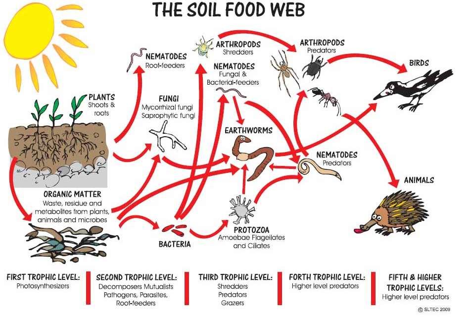 Organisaatiokaaviomme Soil food web koko