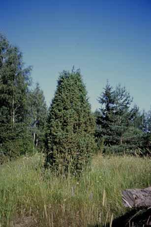 6. Hakamaa Laidunkäytössä ollut vanha haka, joka on osittain hyvin metsittynyt. Metsäisissä osissa kasvillisuus on pääasiassa metsäkasvillisuutta sekä hyvin vanhoja kuusia ja koivuja.