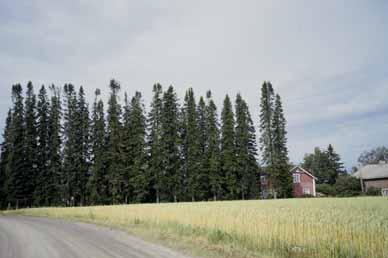 puolinen ja katajan lisäksi löytyy taikinamarjaa, mustaherukkaa, tuomipihlajaa, ja pihlajaa.