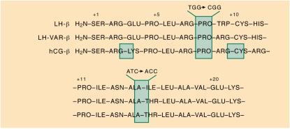 Kuva 4. Normaalin ja variantti-lhβ:n (LH-VAR-β) ja HCGβ:n 20 aminoterminaalista aminohappoa. Variantti-LH:n β-ketjun kahdeksas aminohappo on mutatoitunut tryptofaanista (TRP) arginiiniksi (ARG) ja 15.