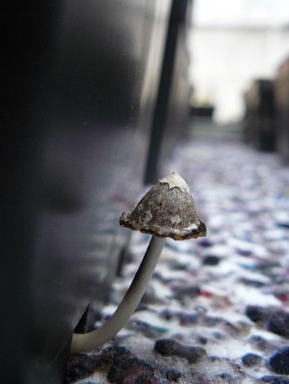 (Coprinus sp.