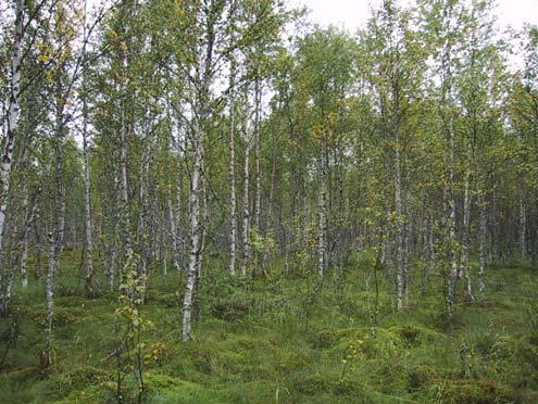 Tutkimusalueen keskiosassa on laaja, tiheää hieskoivikkoa