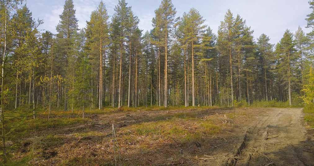 12 2/2014 Metsänhoito Metsänkäsittelyyn uusia vaihtoehtoja Onko suunta parempaan vai huonompaan?