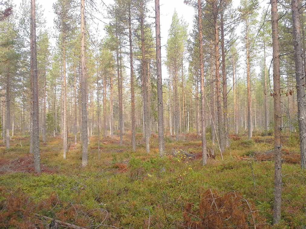2/2014 13 Metsänhoito Maanmuokkaus vaatii kokemusta Kustannustietoisuus on laskevien kantohintojen aikana paikallaan myös metsänuudistamisessa.