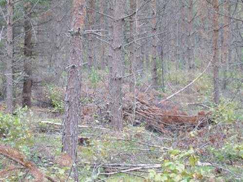 Metsäammattilaisena näen itsekin usein tosi rumasti toteutettuja kohteita. Tässä lista eri muokkausvaihtoehdoista ja niiden ominaisuuksista: Laikutus Pinta rikotaan kantokoukulla tai kaivinkoneella.