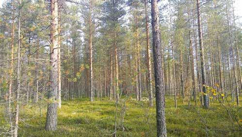 Hän esitteli sunnuntaisessa Helsingin Sanomissa madonluvut suomalaisen yhteiskunnan heikosta kilpailukyvystä mukaan lukien korkea verotus.