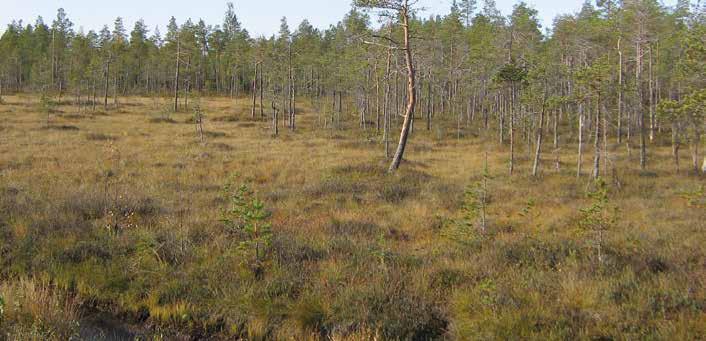 Veronurkka 2/2014 31 Asiaa metsävähennyksestä Metsänomistajalle syntyy metsävähennyspohja vastikkeella 1.1.1993 jälkeen hankitusta metsästä.