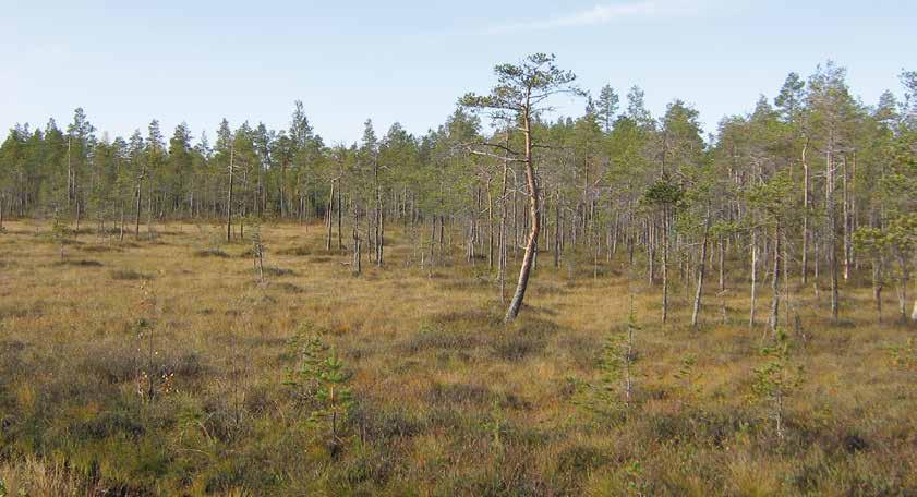 Kaikkia verovelvollisen omistamia, metsävähennykseen oikeuttavia metsiä käsitellään siis kuin yhtenä metsänä ja metsävähennystä saa vähentää miltä tahansa metsävähennyksen piirissä olevalta