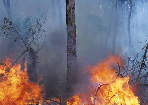 uutiset 2/2014 7 Kiimingin Mhy jälleen valtakunnan ykkönen MTK:n laatumittareissa Monet metsänhoitoyhdistyksistä ovat jo reagoineet tuleviin mhy lain muutoksiin lisäämällä jalansijaa toiminnallisilla