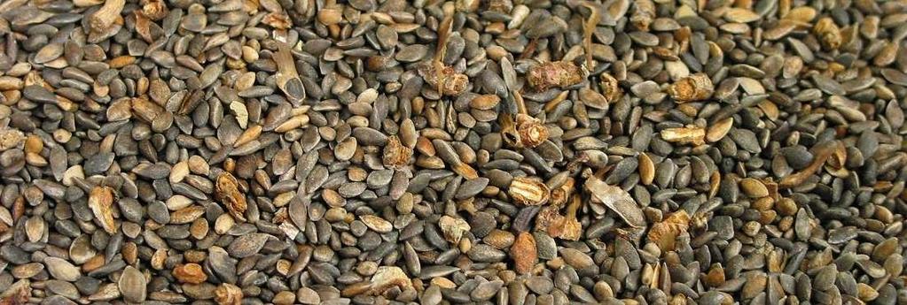 Metsäpuiden siementen saatavuus - Siemenviljelykset - Siemenkeräysmetsiköt -