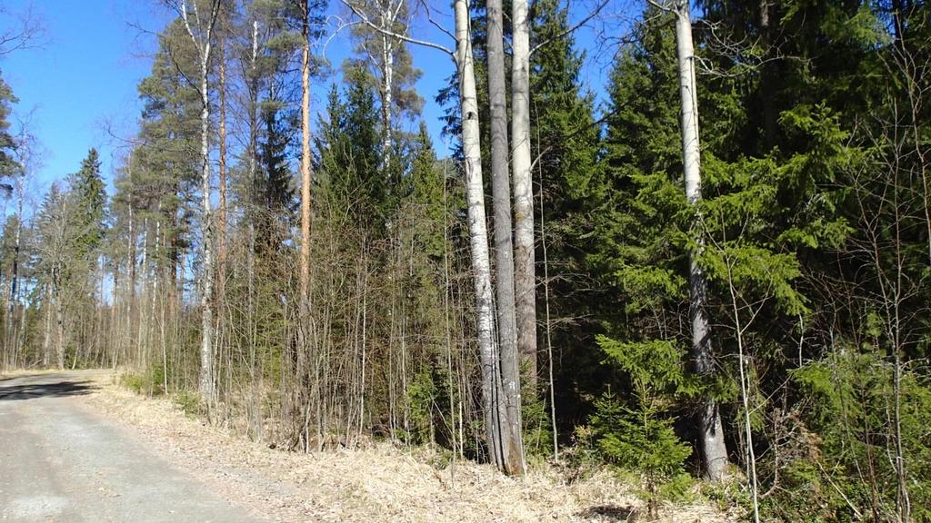 4 Kappelin metsä Kaipolan paperitehtaan ja Olkkolantien pohjoispuolelle sijoittuu liito-oravan asuttama metsäkuvio (Kuva 4).